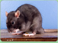 rat control Formby